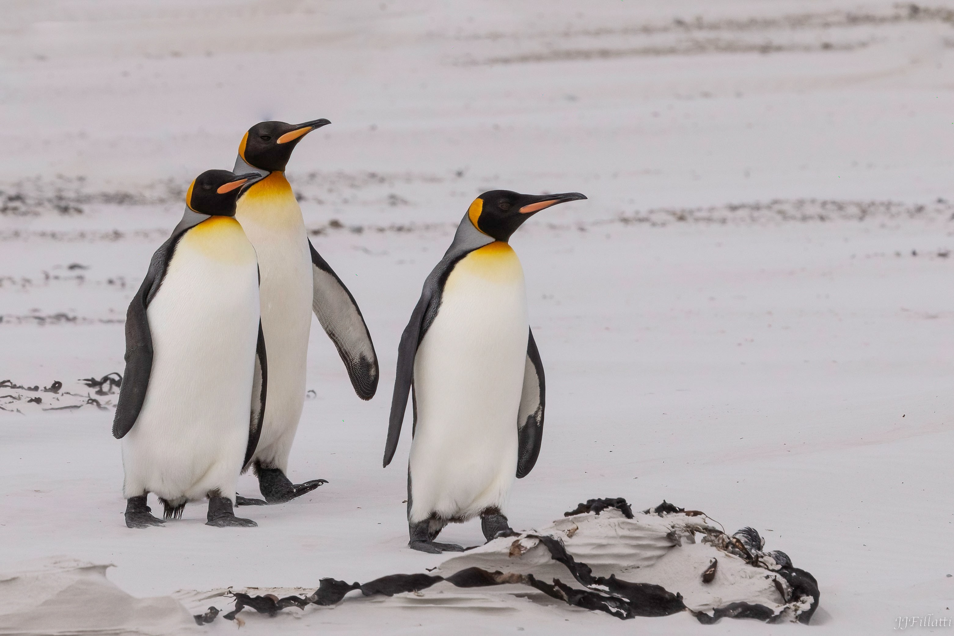 bird of the falklands image 14